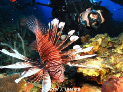 Lionfish & Diver at Falling Rock Dive site in Guanica P.R... by Victor J. Lasanta 